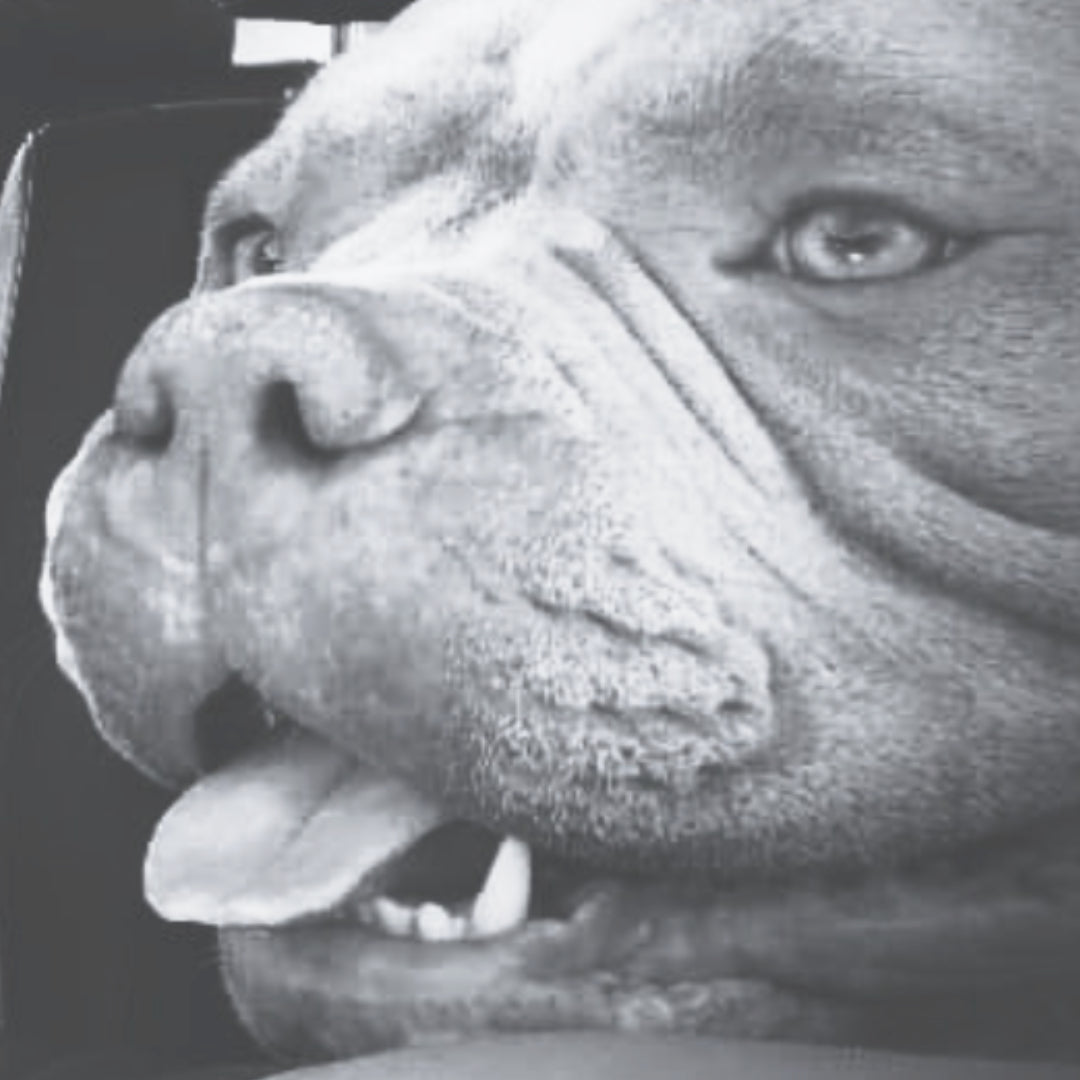 Denti forti, Bully felice: tutto sulla dentizione del tuo American Bully - Christmas The Bully