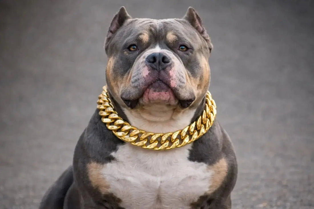 Prezzo di un American Bully. Guida Completa su Carattere, Origini e Cura 2026 - Christmas The Bully