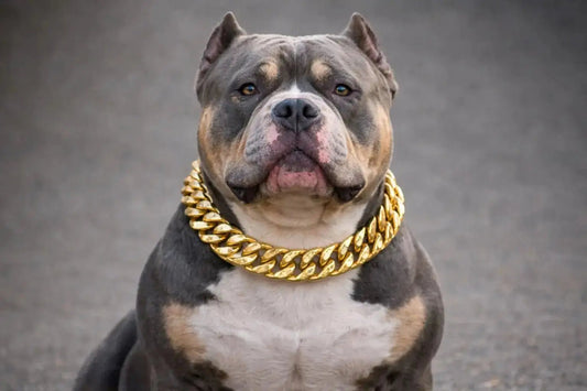 Prezzo di un American Bully. Guida Completa su Carattere, Origini e Cura 2026 - Christmas The Bully